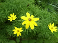 Flowers and Foliage of a Thread Leaf Coreopsis, Coreopsis verticillata