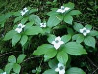 Bunchberries