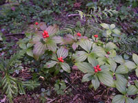 Cornus canadensis, Bunchberry berries