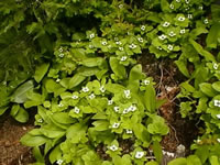 A Group of Bunchberry Plants in Bloom