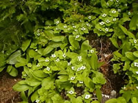 Cornus canadensis