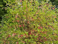 A Red Osier Dogwood with Summer Foliage
