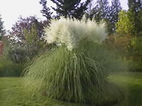 A Large Pampas Grass Plant in Bloom, Cortaderia selloana