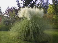 A Large Pampas Grass Plant in Bloom, Cortaderia selloana A Large Pampas Grass Plant in Bloom, Cortaderia selloana