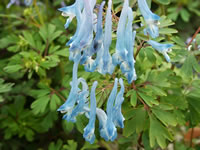 A Blue Corydalis Plant in Bloom, Corydalis flexuosa