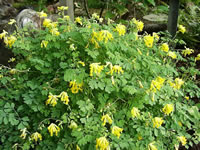 A Yellow Corydalis plant in bloom, Corydalis lutea