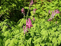 A Pink Scouler's Corydalis Plant in Bloom, Corydalis scouleri