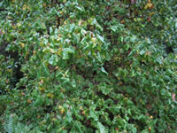 The Summer Foliage of a Contorted Filbert Tree, Corylus avellana