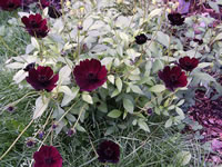 A Chocolate Cosmos Plant in Bloom, Cosmos atrosanguineus