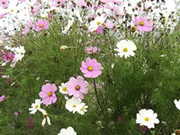 Mexican Aster Plants in Bloom, Cosmos bipinnatus