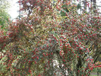 A Franchet's Cotoneaster showing its Fall Fruit