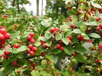 The Foliage and Berries of a Cotoneaster franchetii