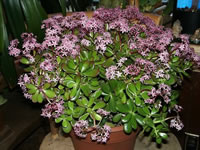 A Jade Plant in Bloom at Christmas