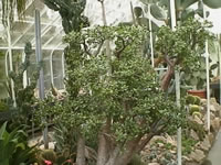 A Large Jade Tree Plant Growing in a Greenhouse