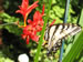 Crocosmia Lucifer Flowers and a Butterfly