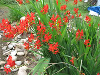 A Montbretia Plant in Bloom, Crocosmia crocosmiiflora