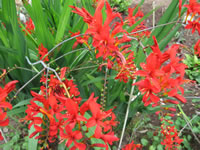 Crocosmia crocosmiiflora 'Lucifer' in Bloom