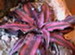 An Earth Star Bromeliad, Cryptanthus bromelioides