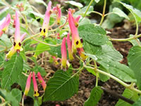 Pink and Yellow Flowers on a Cigar Plant, Cuphea cyanea