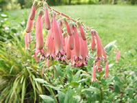 A Pink Cigar Plant in Bloom, Cuphea cyanea