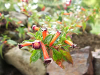 A Cigarette Plant in Bloom, Cuphea ignea