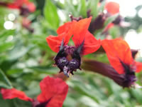 The Bat Faced Flower of a Bat Face Plant