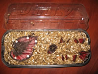 Begonia Rex cuttings in a propagating tray