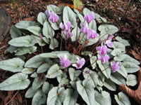 Cyclamen persicum