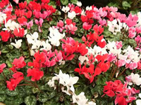 Red, Pink and White Cyclamens Blooming at the Nursery