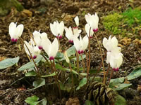 A White Flowering Cyclamen in the Garden