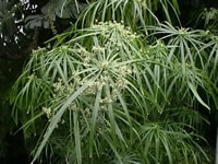 An Umbrella Grass Plant in bloom, Cyperus Alternafolius