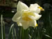 A Pale Yellow, Double Flowered Daffodil