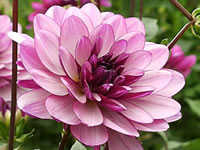 Dahlia 'Lauren Michelle'