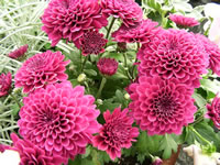 An unidentified, bright pink Dahlia
