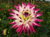 A Garden Filled with Dahlias in Bloom