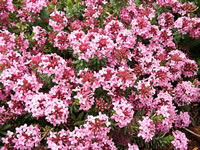 A Rose Daphne Plant in Bloom, Daphne cneorum