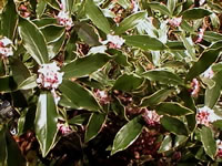 A Winter Daphne Plant in Bloom, Daphne odora