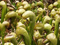 Close View of California Cobra Lilies