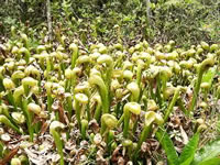 A Group of California Cobra Lily Plants