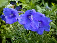 The Flowers of a Belladonna Delphinium, Delphinium belladona