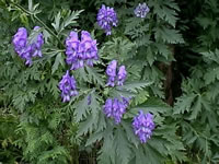 A Larkspur Delphinium Plant in Bloom, Delphinium elatum