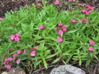 A Sweet William Plant in Bloom, Dianthus barbatus