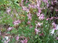 A Garden Pink in Bloom, Dianthus superbus