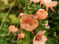 Peach Colored Flowers of a Twinspur Plant, Diascia barberae