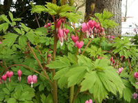 Bleeding Hearts