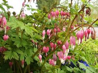 A Bleeding Hearts Plant in Bloom, Dicentra spectabilis