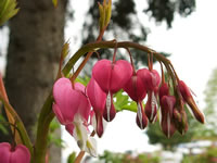 Bleeding Heart Flowers, Dicentra spectabilis