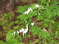 A White Flowered Bleeding Hearts Plant, Dicentra spectabilis 'alba'