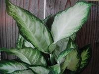 A Dumb Cane Plant, Dieffenbachia picta