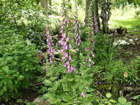 A Purple Foxglove Plant Blooming the Garden